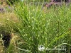 Miskantas kininis ,Little Zebra' (lot. Miscanthus sinensis) Miskantas kininis ,Little Zebra' (lot. Miscanthus sinensis)